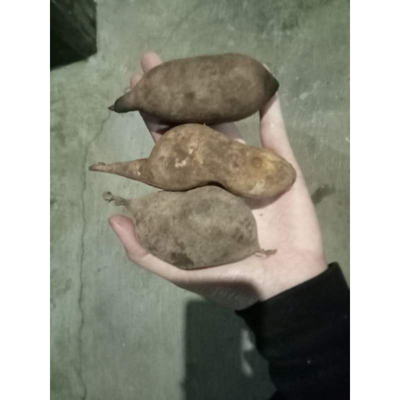 

ubi yakon siap konsumsi 1kg isi 5-8