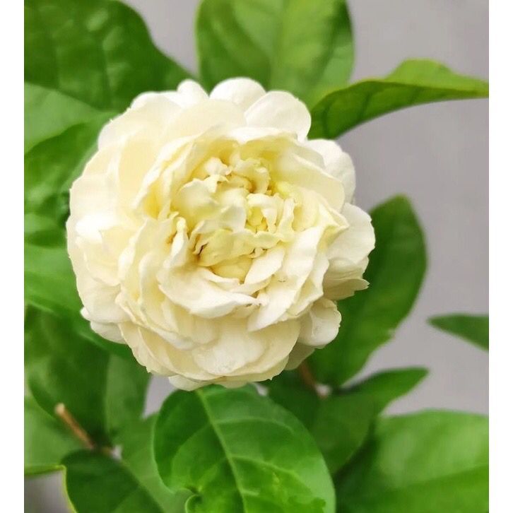 Bunga melati Tuscany / melati telur / tanaman hias