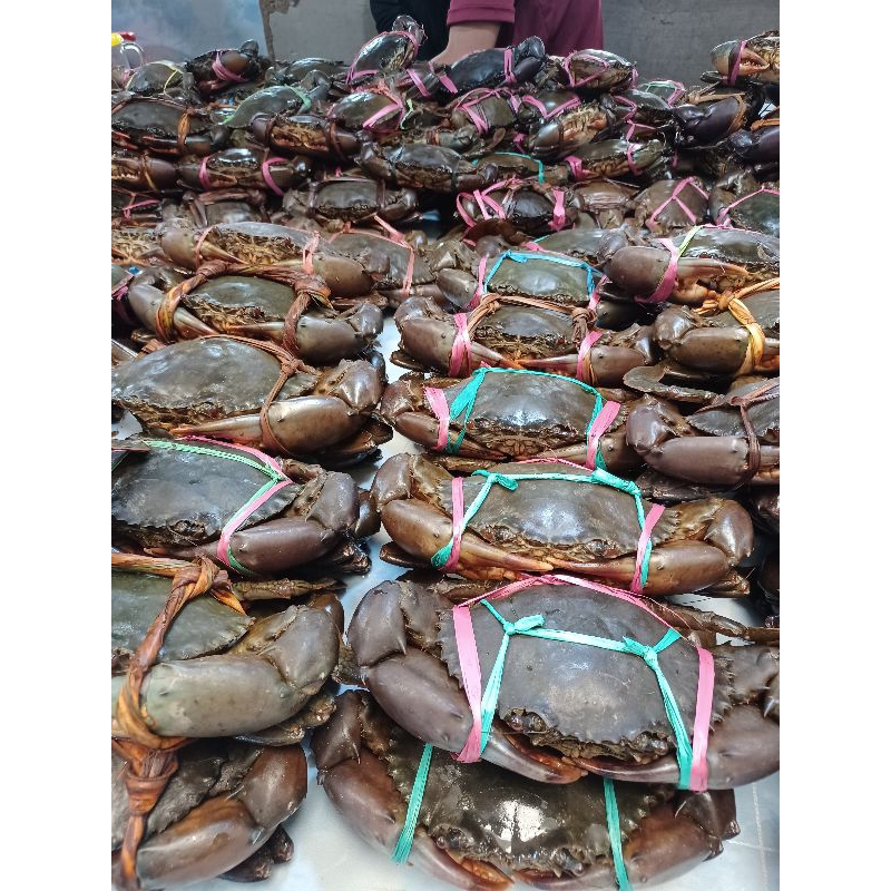 

Kepiting 1 kg