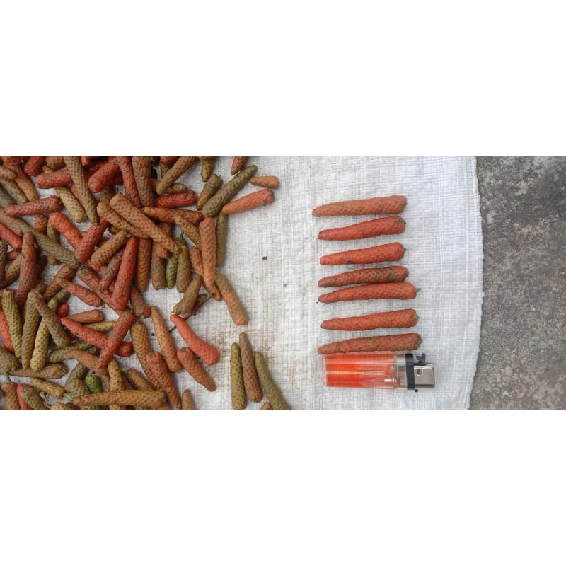 

cabe jamu / cabe jawa segar baru petik harga tertera bijian termurah
