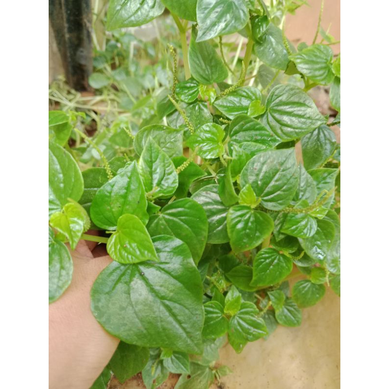 

Daun sirih cina herbal 10benih