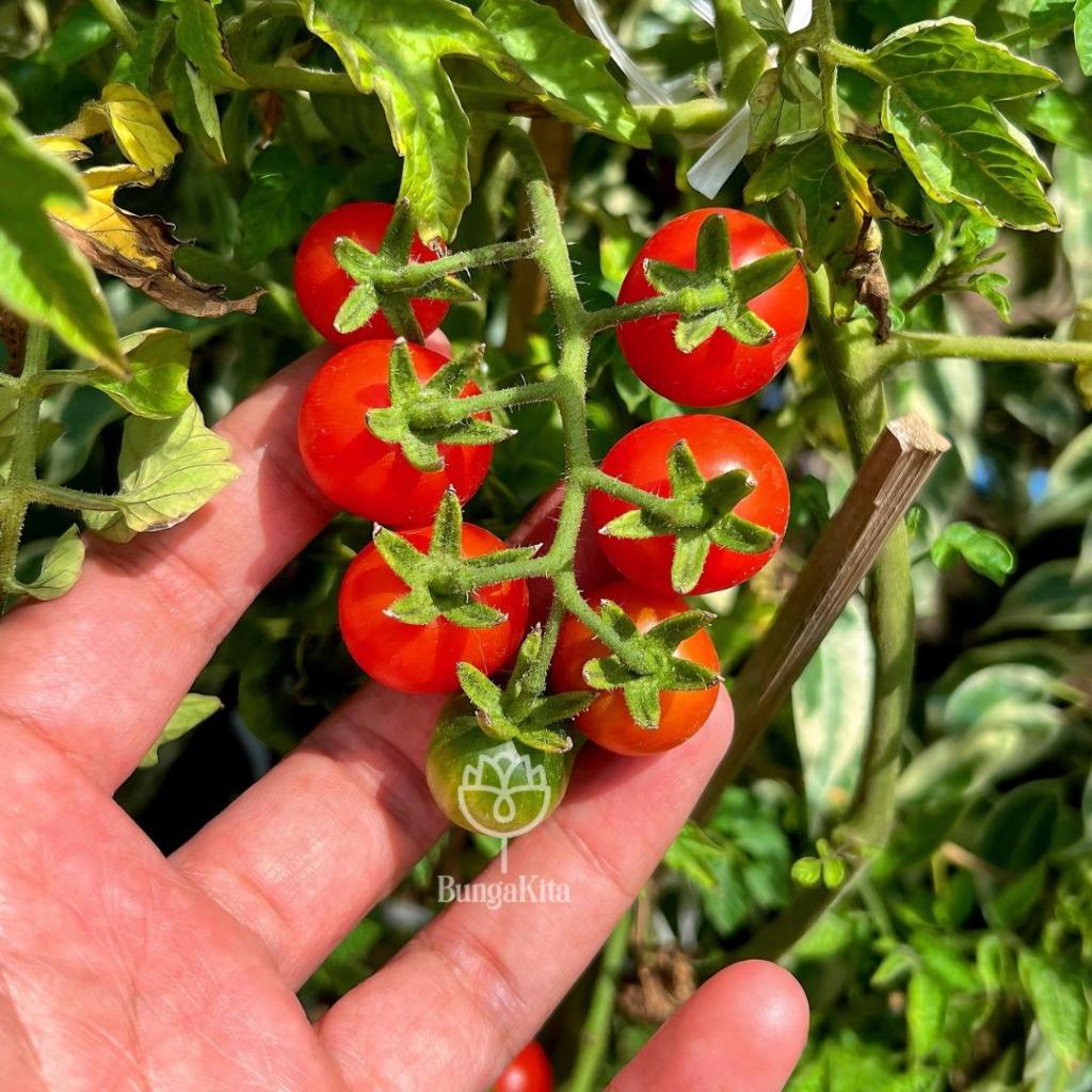 Bibit Tomat Cherry Segar