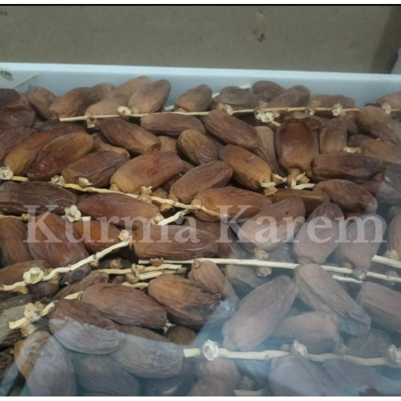 

Kurma Tunisia Tangkai