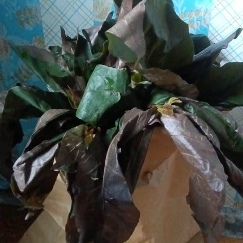 

Daun ungu handeulium obat wasir atau ambeien