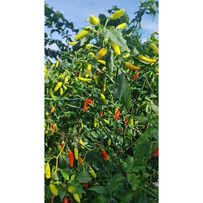 

Cengek Domba 1kg Fresh langsung petik dari kebun