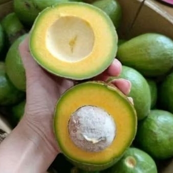 

Alpukat mentega alpukat super alpukat (1kg)