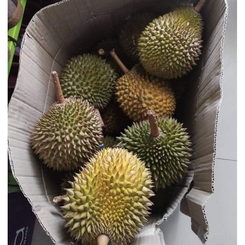 

Durian / Durian Lokal / Durian PROMO Dapet 2 buah