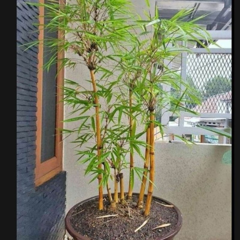 tanaman hias bambu kuning jepang sudah rimbun-tanaman hidup