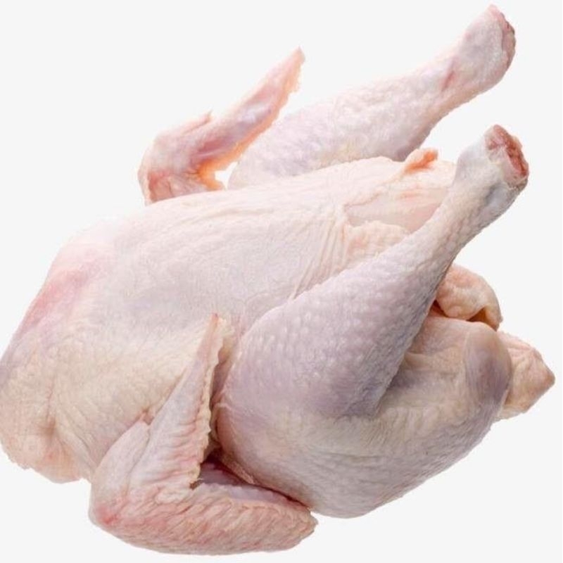 

ayam potong boiler 2kg utuh