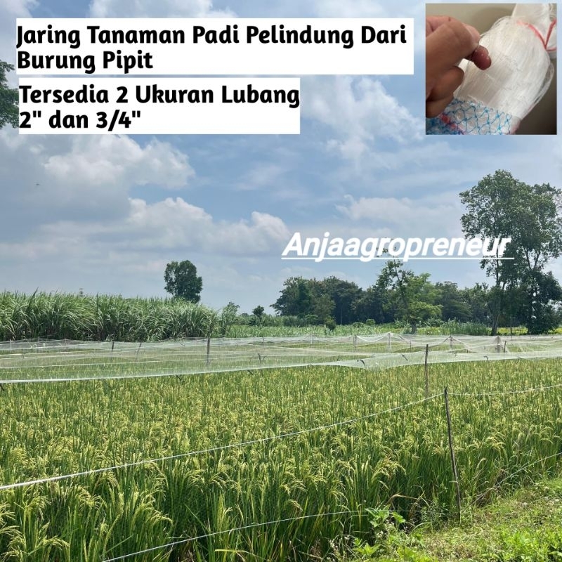 Jaring Burung Untuk Melindungi Tanaman Padi Dari Hama Burung Pipit