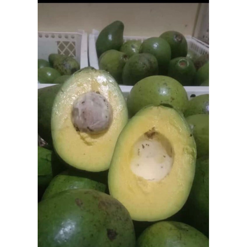 

ALPUKAT MIKI 1Kg MURAH ALPUKAT MIKI ASLI