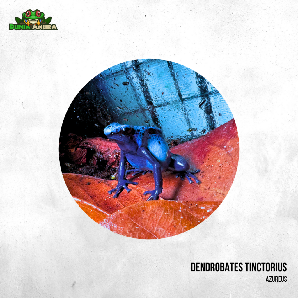Katak hias Dart Frog Dendrobates tinctorius azureus