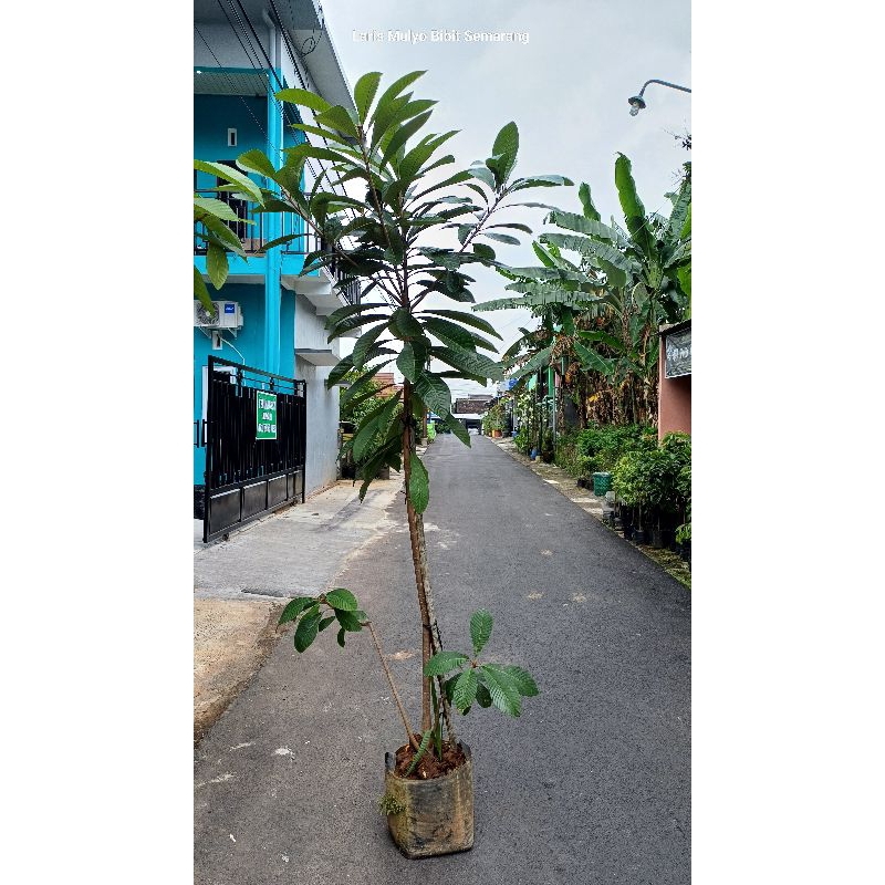 mamey sapote keywest buah bulat
