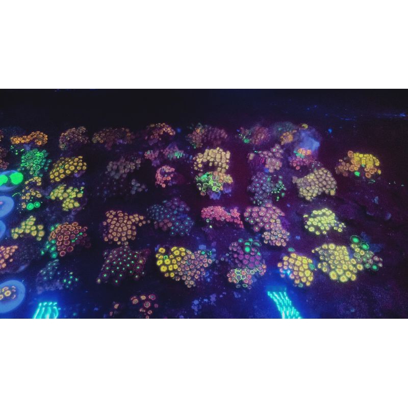 zoa koloni 5pcs mix warna