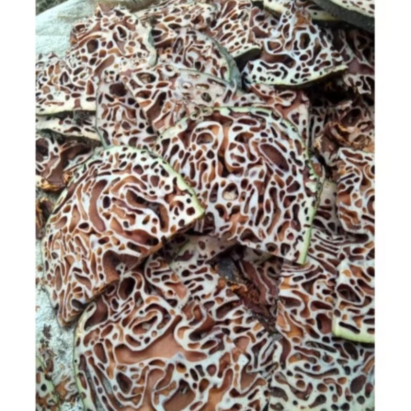 

Sarang Semut Asli 1 kg Sarang Semut Segar/Basah Obat Herbal