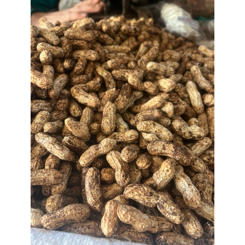 

Kacang Tanah Mentah untuk di Rebus