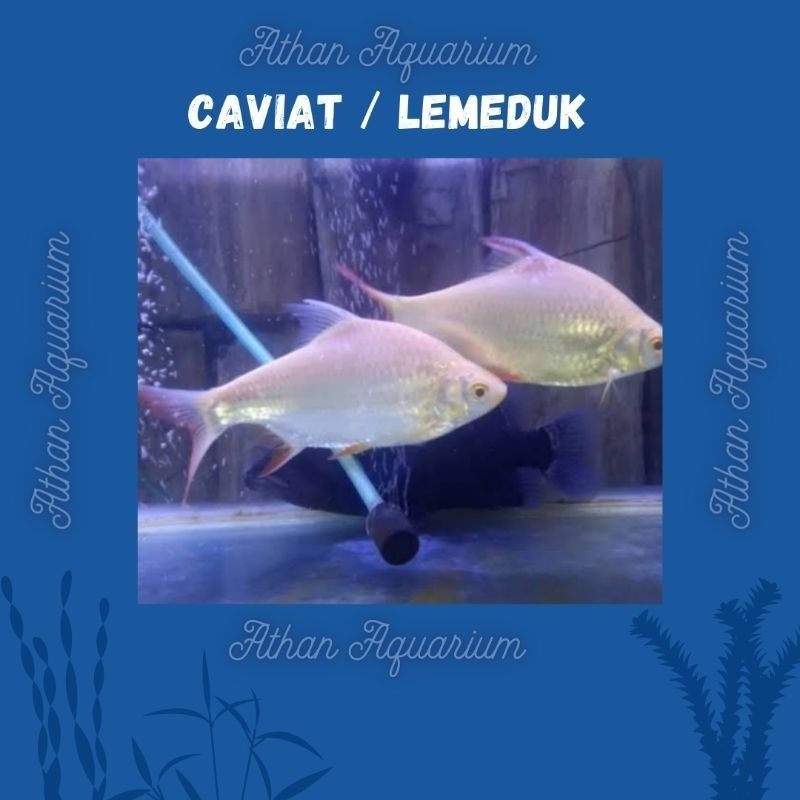 Kaviat/Lemeduk albino size kecil&besarukuran 6-13cm
