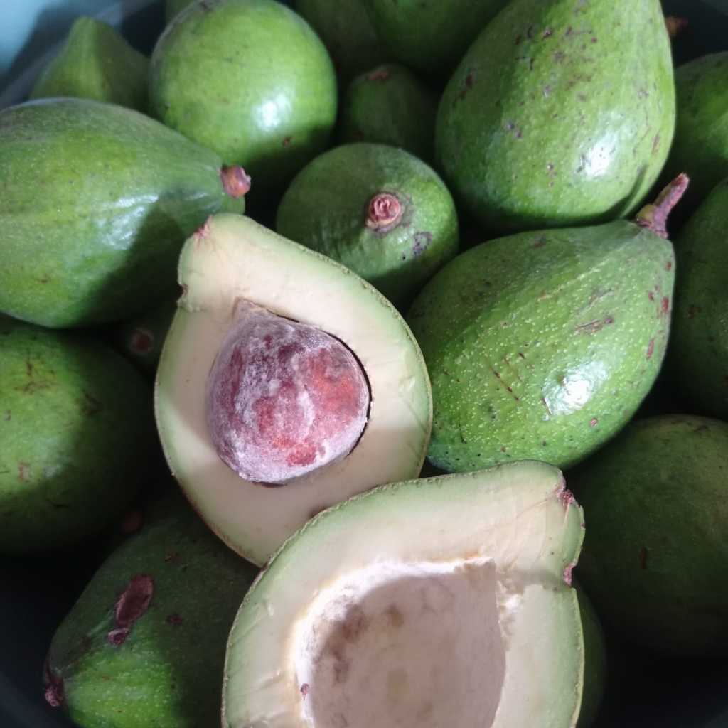 

Alpukat miki kemasan 1 kg