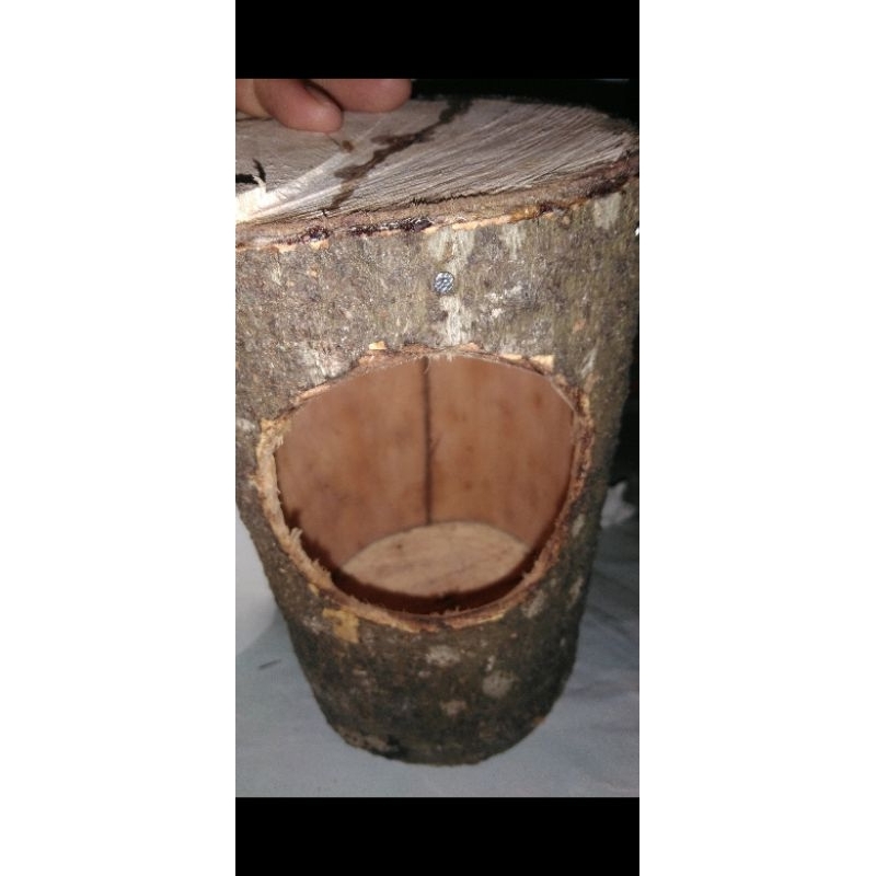 Glodok pohon ternak murai dan Kacer