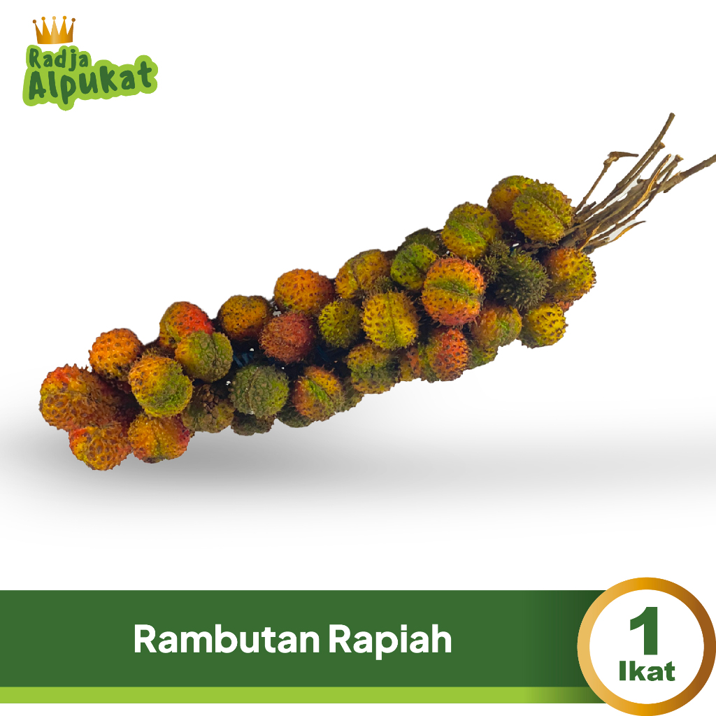 

Rambutan Rapiah - Besar & Panjang - 1 Ikat