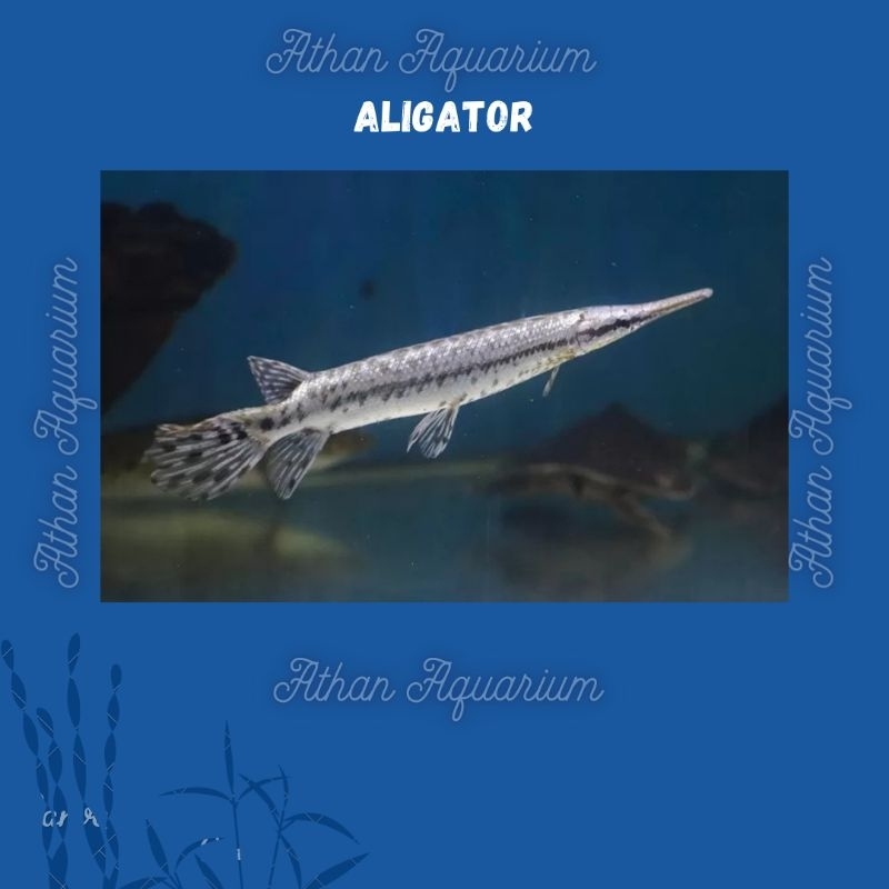 Ikan Al1g4tor /Florida gar Size kecil 9-10cm