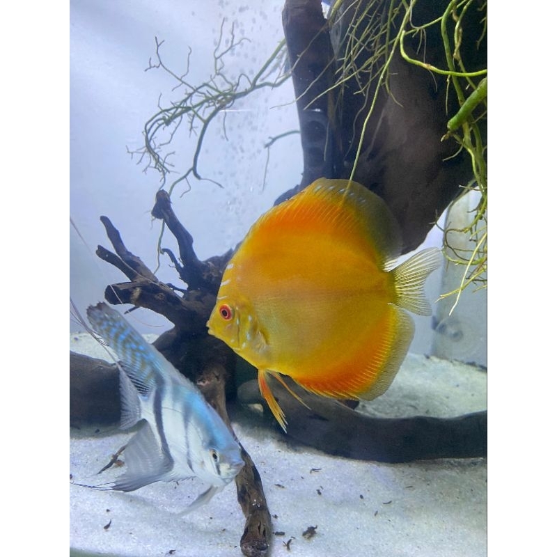 Discus 1inch/Burayak discus