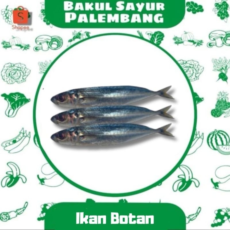 

Ikan Botan (PALEMBANG)