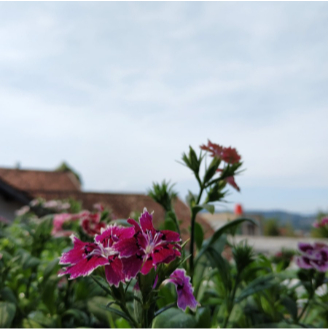 

edible flower Dianthus 20 Pcs
