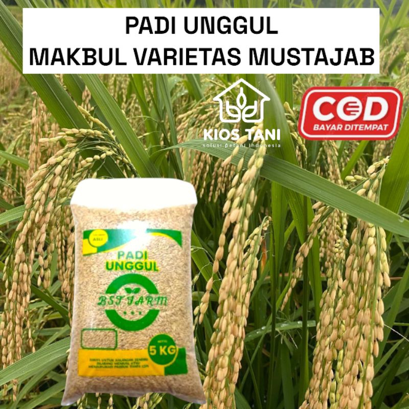 BENIH PADI MAKBUL VARIETAS MUSTAJAB 5KG