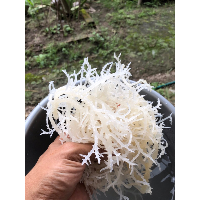 Rumput laut kering 1kg