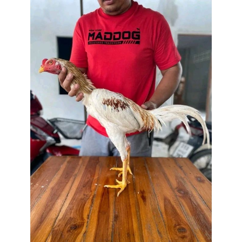(TELUR FERTIL) ayam Plucker atau Plakerr mewah