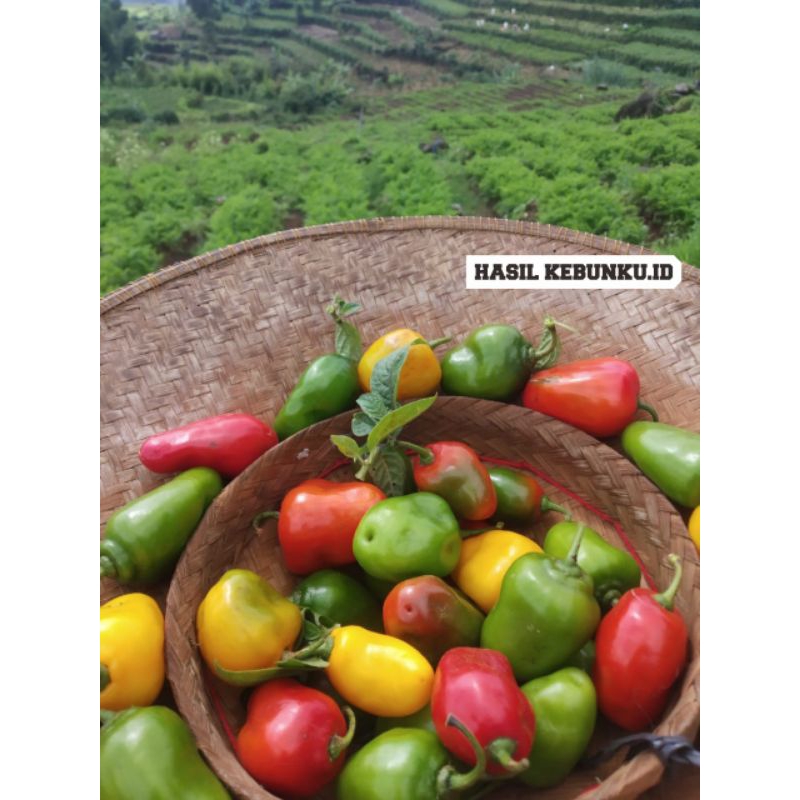 

cabe gendhot//cabe dieng//organik\\murah//ber-kwalitas >> 500gr