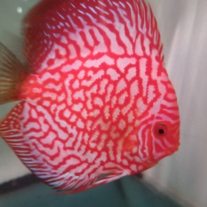 Discus aquascape Pigeon ckb / ikan hias air tawar discus aquarium