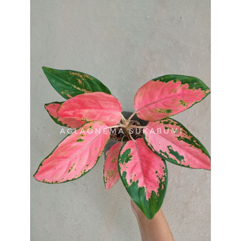 aglonema kocin pelangi aglaonema