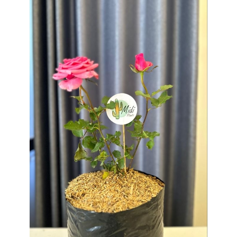 PAKET 3 TANAMAN HIAS MAWAR PINK, PURING, MIANA