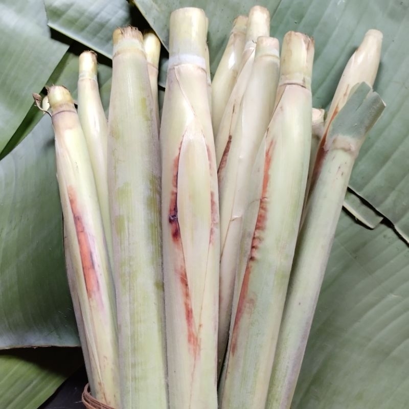 

Tebu Telur Terubuk Sayur 1 Ikat Isi 12-14 Batang