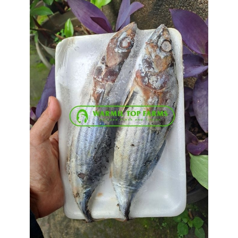 

Ikan Cakalang Fresh Frozen Segar Beku