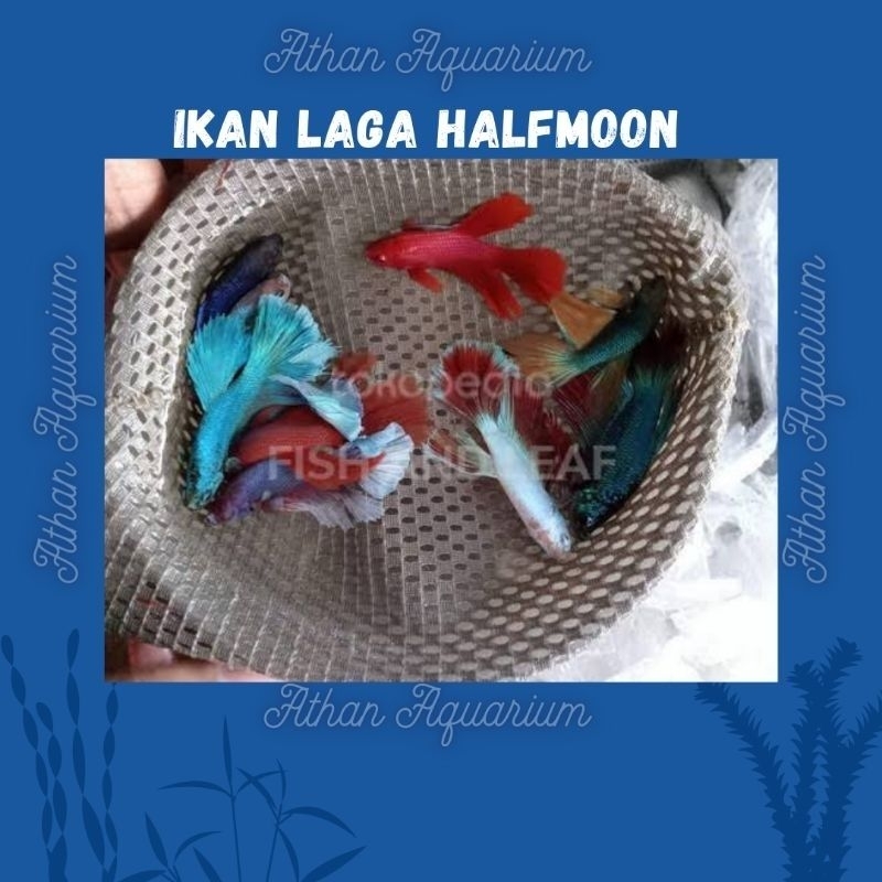 Cupang Halfmoon  size kasar  ukuran 5-6Cm