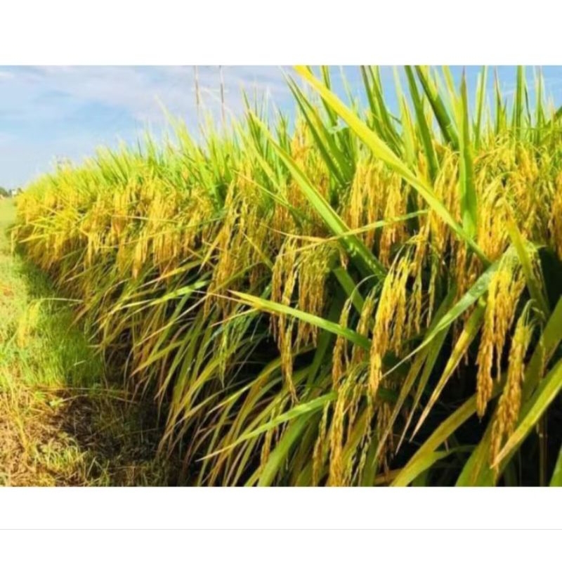 benih padi terbaru MR 269 5kg