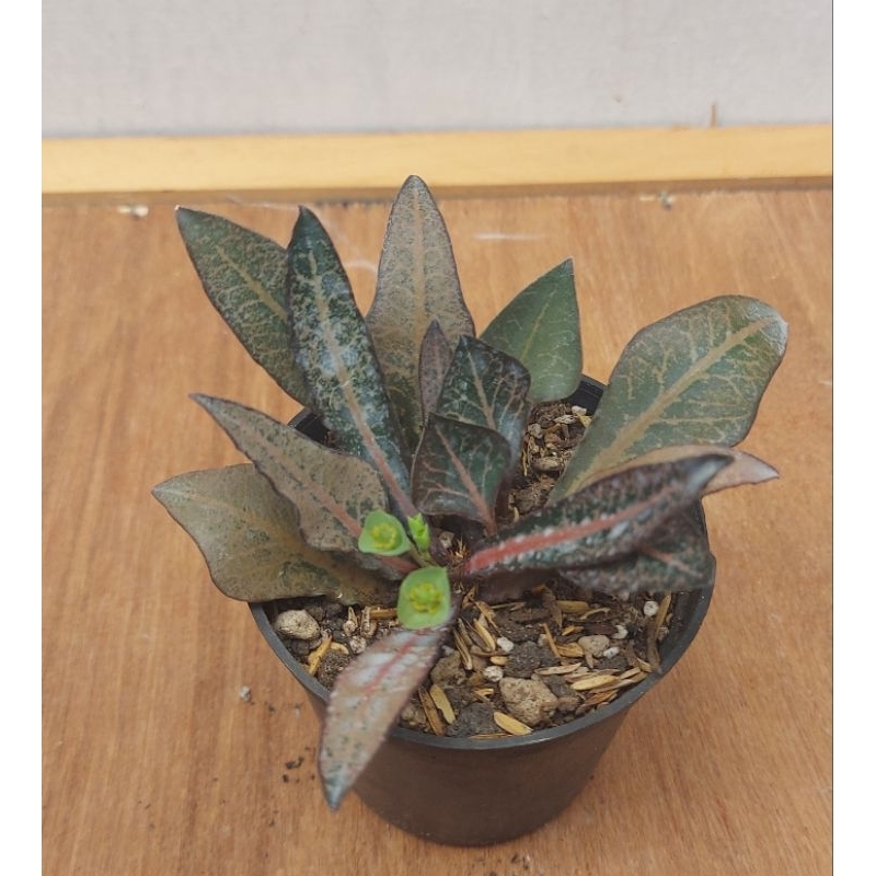 euphorbia francoisii hybrid