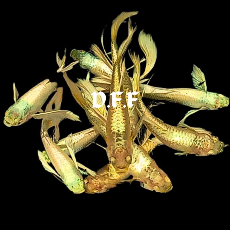 

kardus packing - full gold rib0n & n0rmal