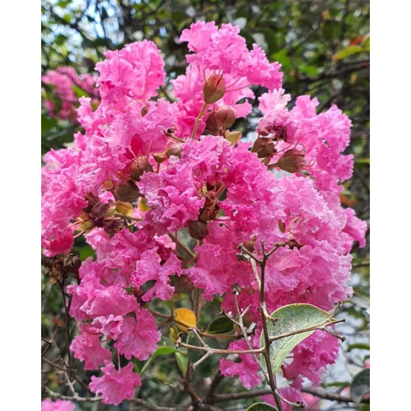 tanaman hias vegetasi lebah madu pakan klanceng sakura