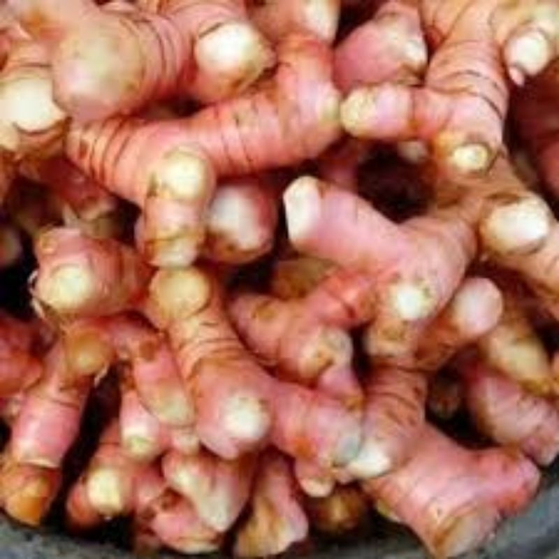 lengkuas atau unbi laja 1 kg