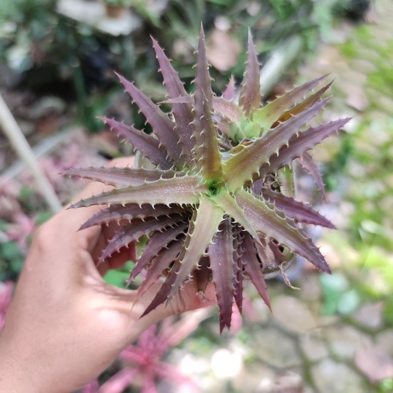Tanaman Hias Bromeliad