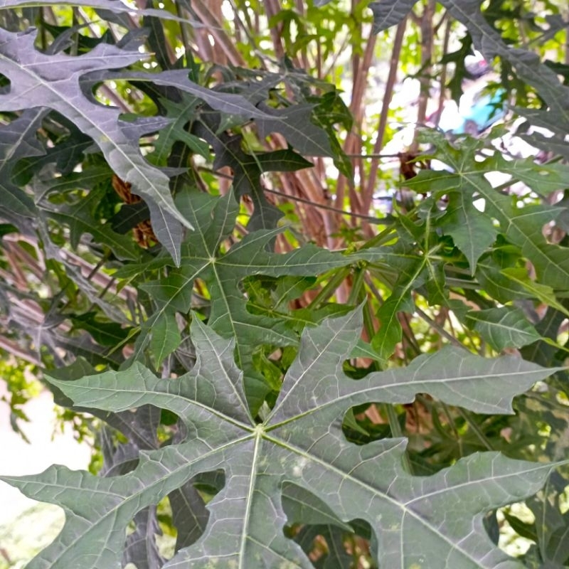 

Daun Gedi Pepaya jepang fresh per lembar