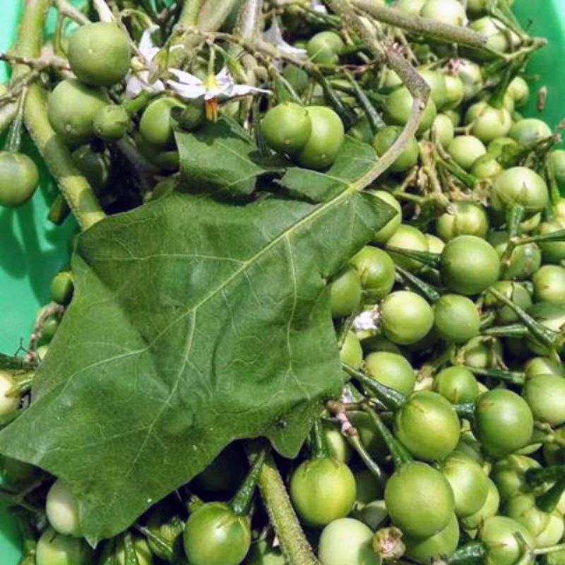 

takokak cepokak segar 500gram