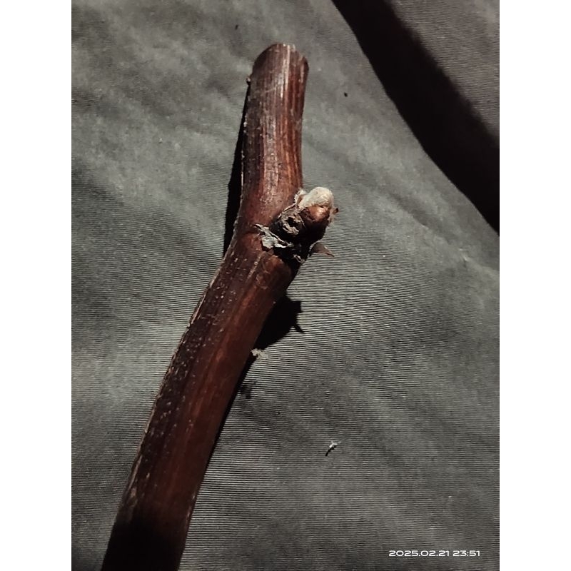 batang anggur lokal ROSTOK