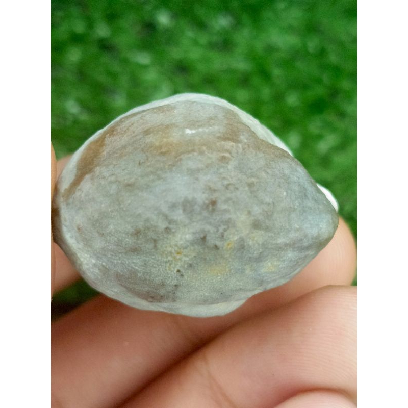 KEMIRI MUNCANG ADU MAYIT JAWA (MJ) ORI