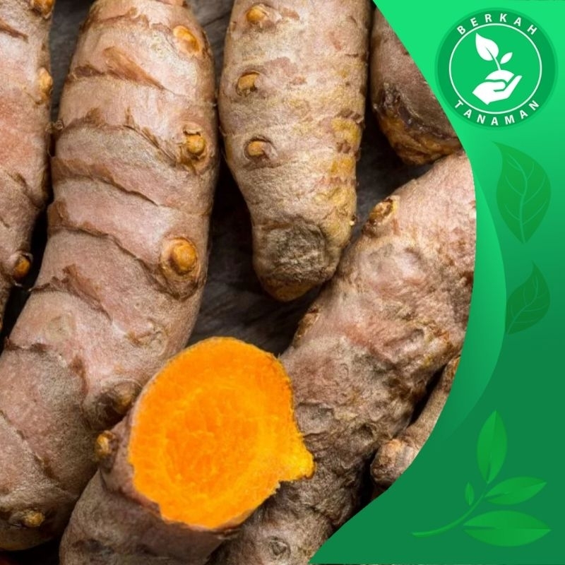 

Temulawak Segar Organik 1kg