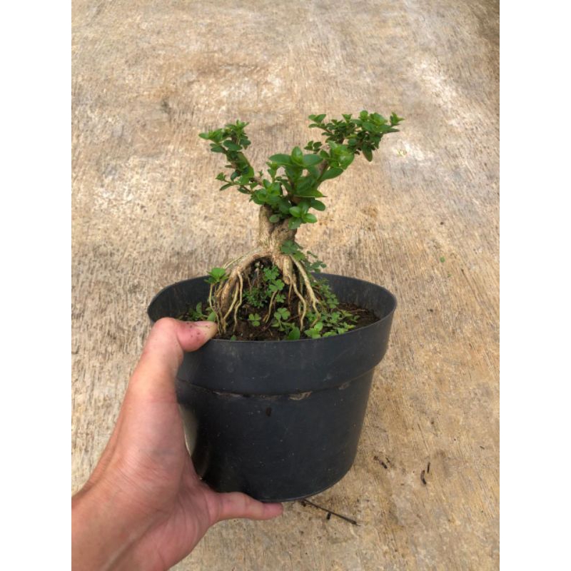 BONSAI SANCANG // BAHAN BONSAI SANCANG // PREMNA MICROPHYLLA